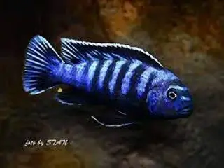 Chindongo Saulosi fra Taiwanee Reef