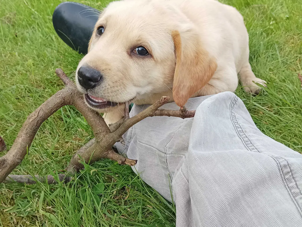 Billede 4 - Labrador hvalpe 