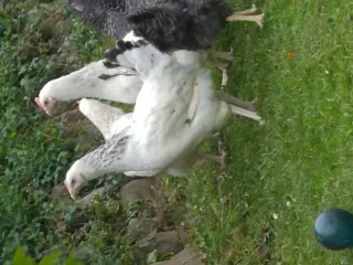 6 stk. Suxses høns.