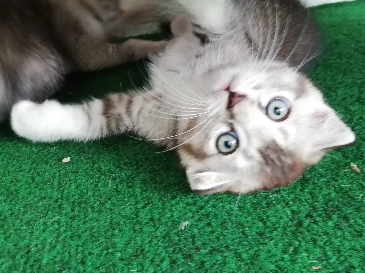 Billede 2 - Grey – en høflig og kærlig Scottish Fold han søger
