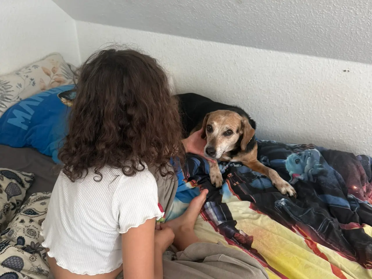 Billede 3 - Kærlig senior hund
