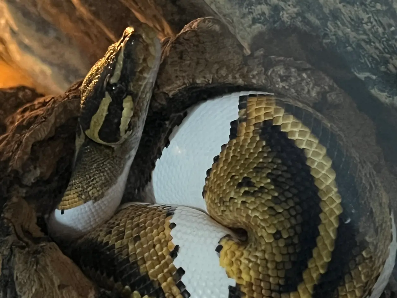 Billede 2 - Yellow belly pied kongepython han sælges