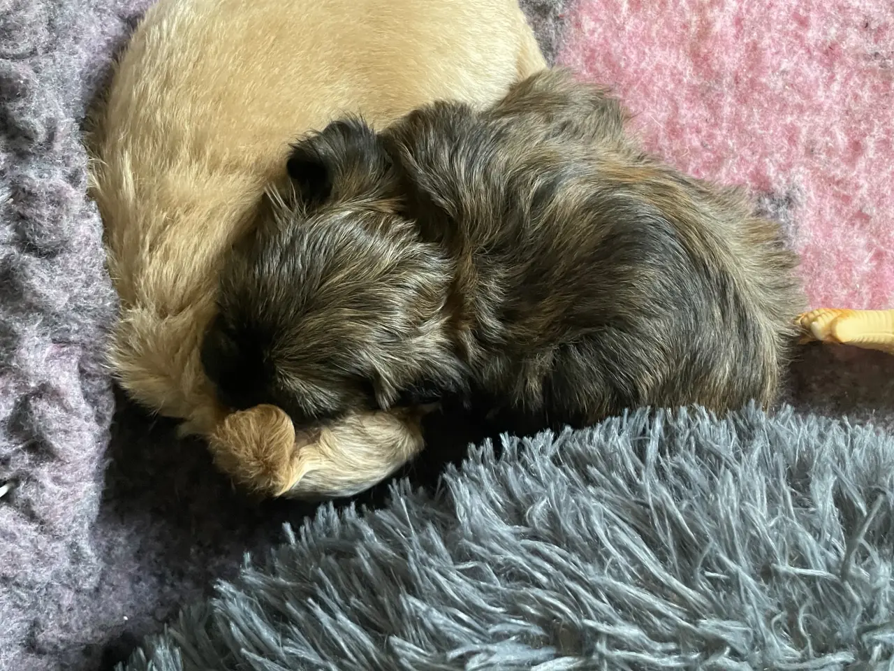 Billede 3 - 🐶SOLGT🐶Hava hvalpe