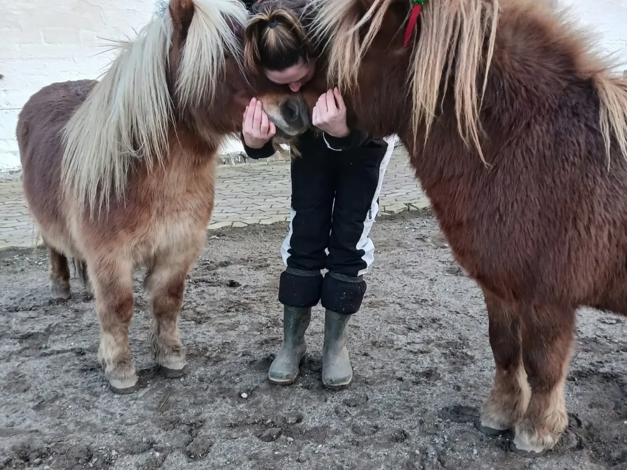Billede 4 - Sødeste shetlandspony hingst sælges