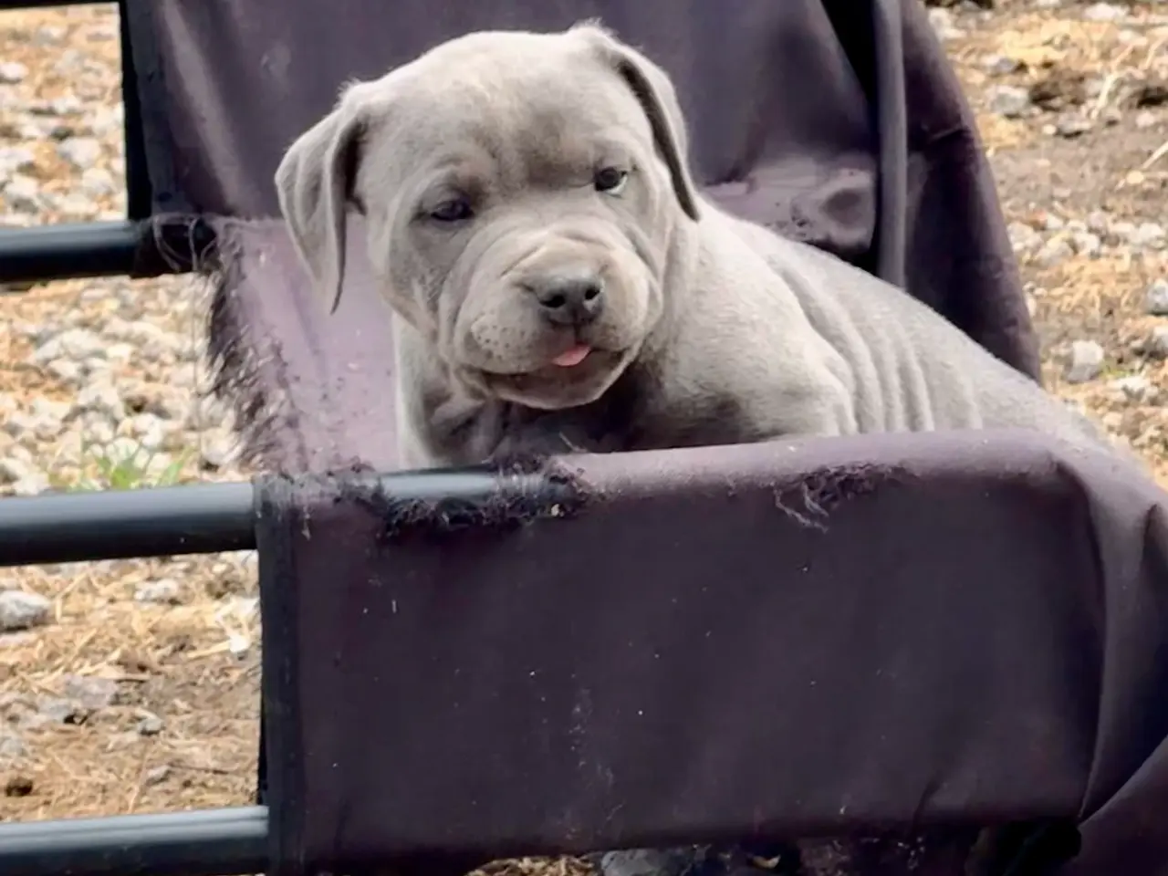 Billede 6 - 3/4 Staffordshire - 1/4 Old English Bulldog