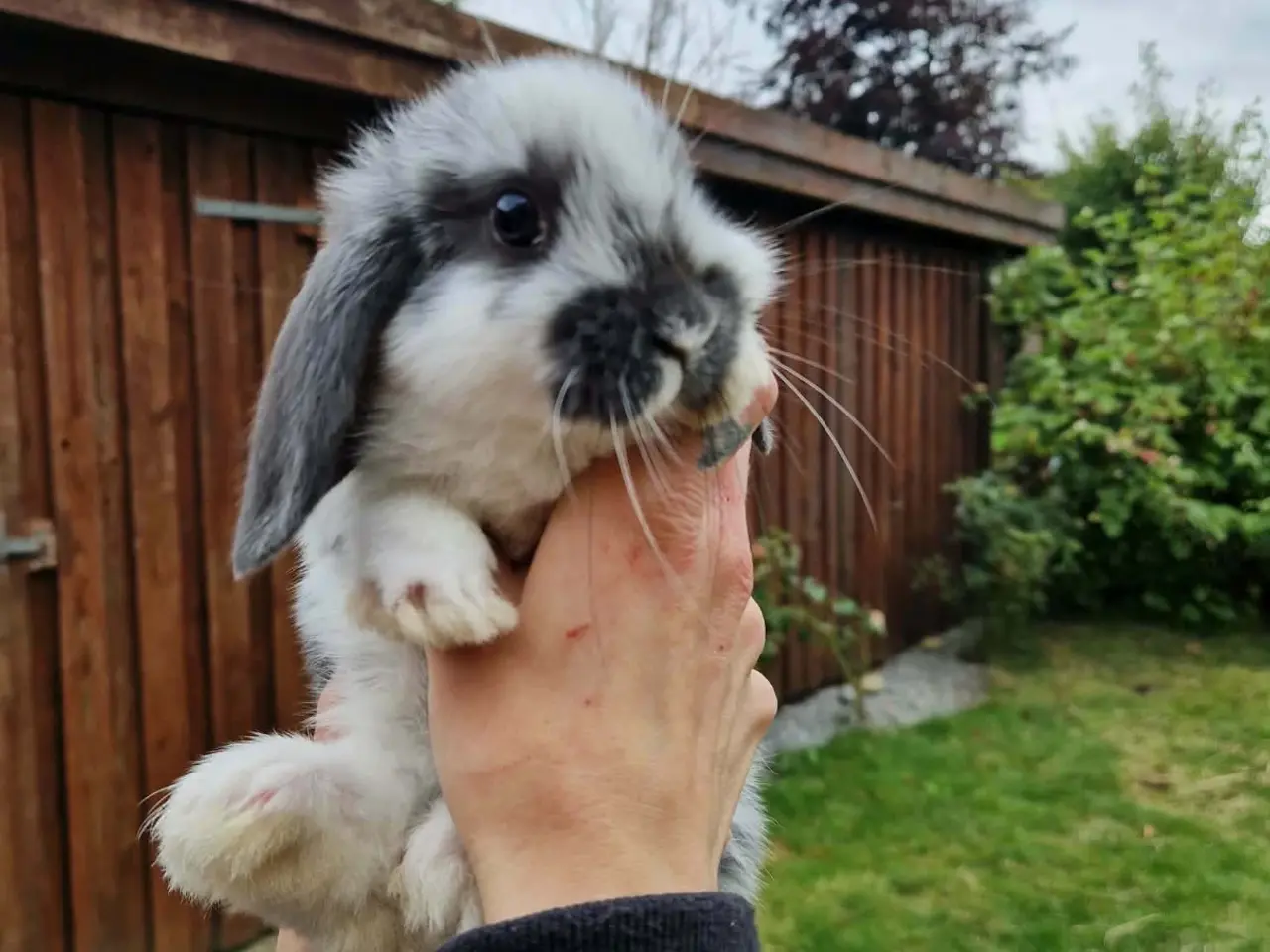 Billede 4 - Mini-lop kaninunger