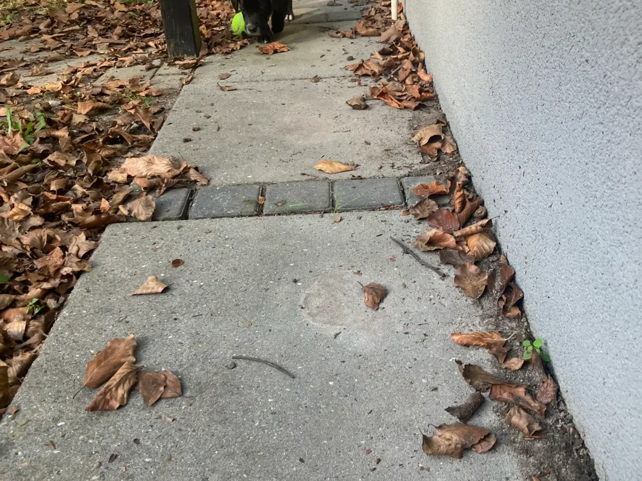 Billede 14 - Schæfer/springerspaniel blanding 5 uger nu 