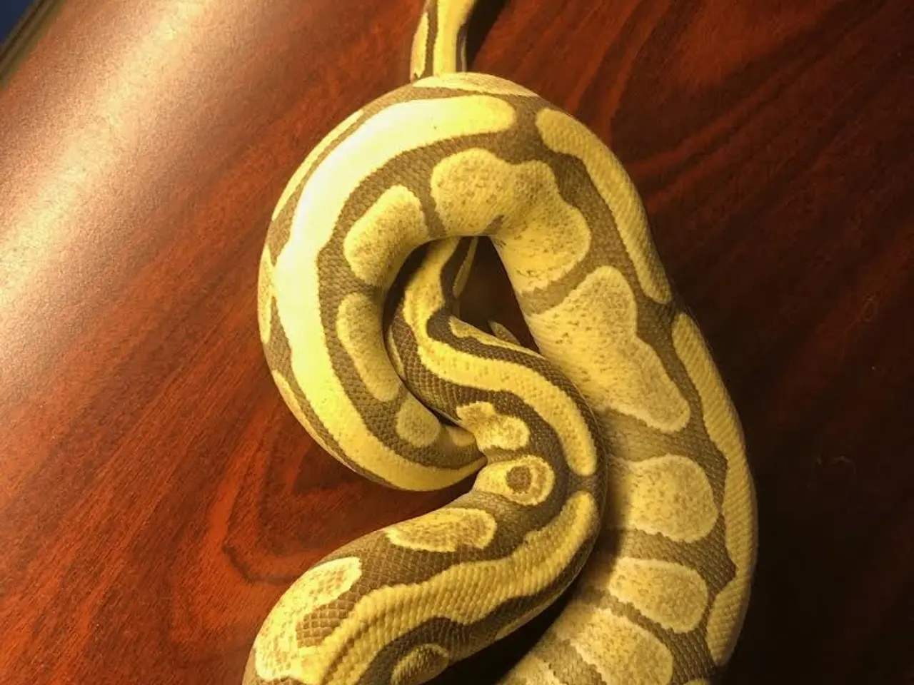 Billede 1 - 0,1  Enchi Spector Desert Ghost 50% Het amur 700 g