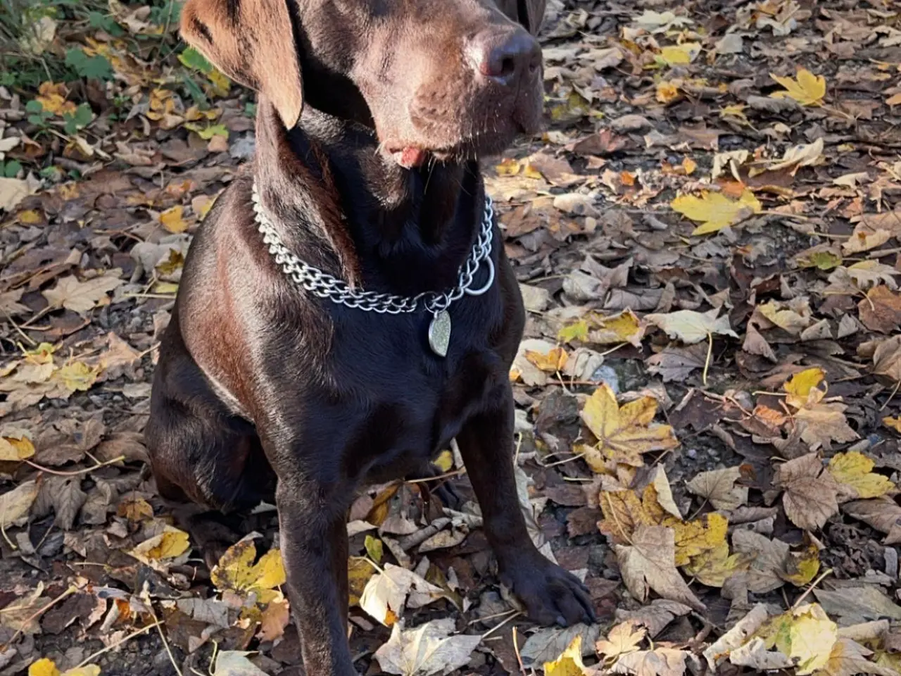 Billede 2 - Kommende labrador hvalpe