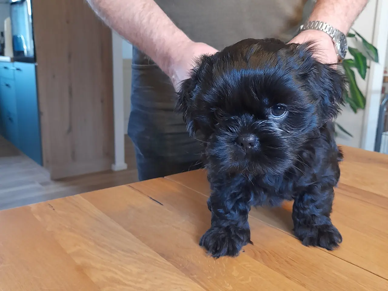 Billede 2 - Shih Tzu hvalp