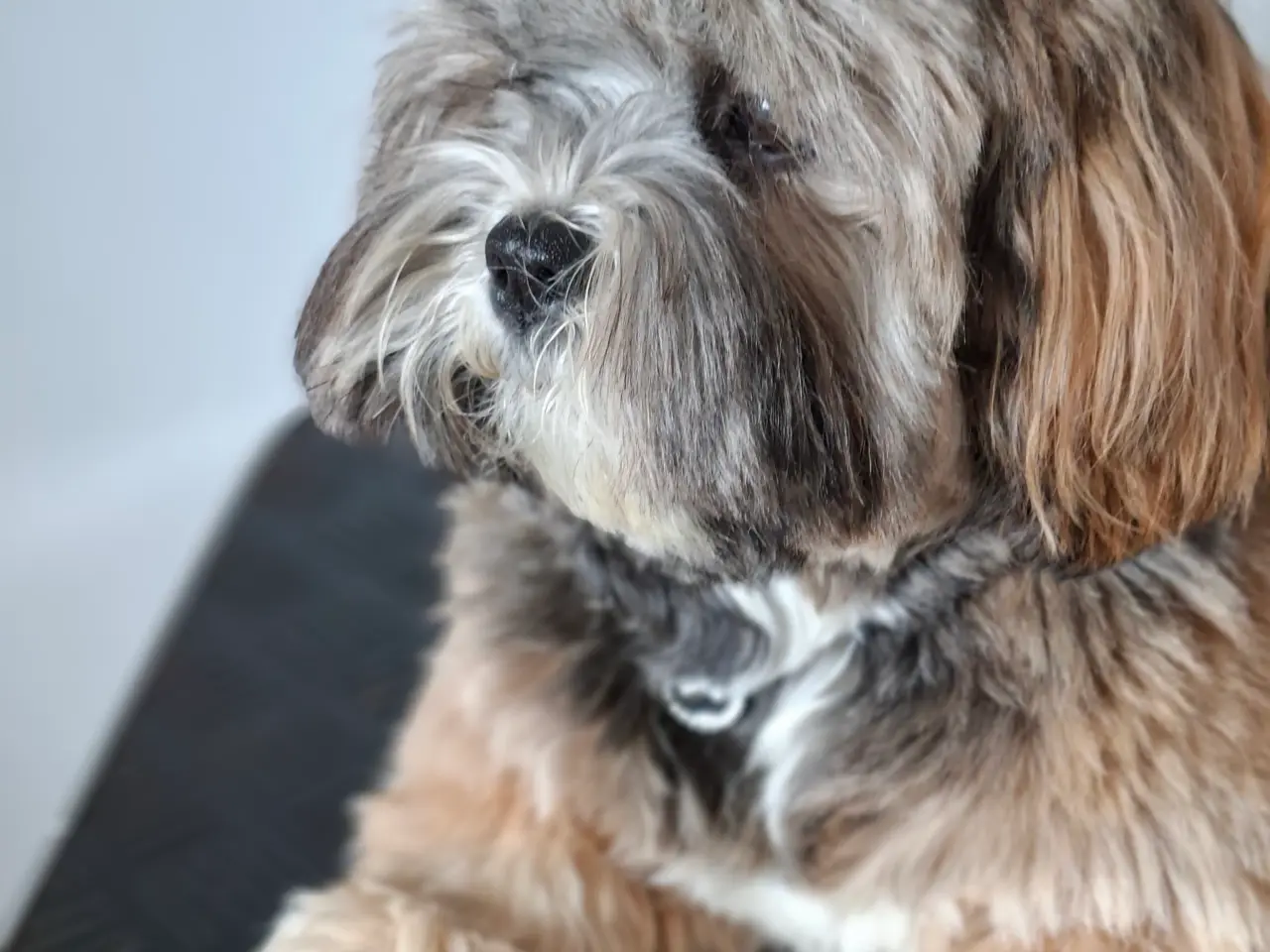 Billede 4 - Lhasa Apso han tilbydes til avl