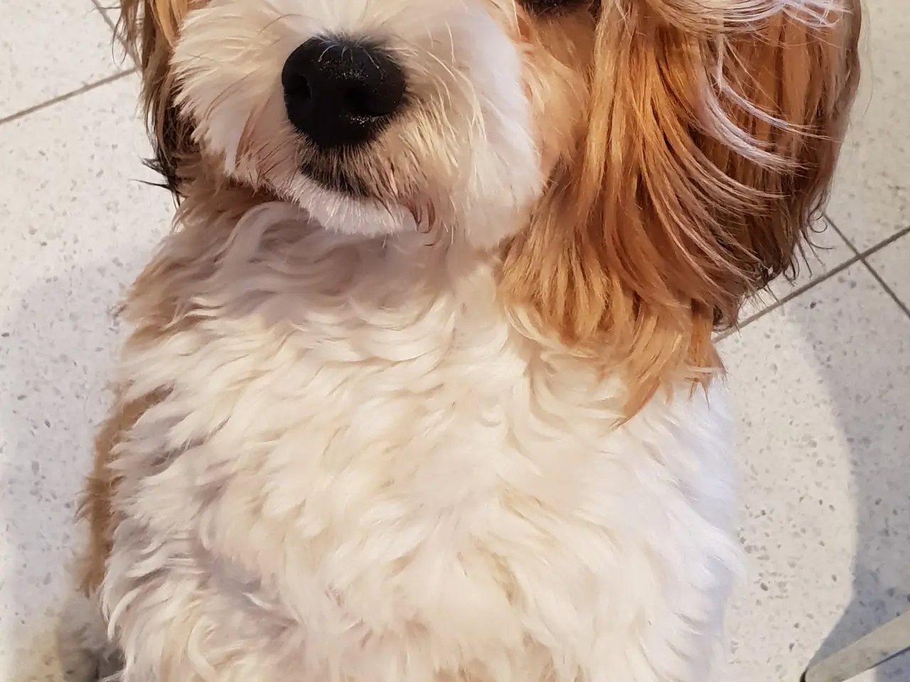 Billede 6 - Bichon Havanais hanhund med DKK-stamtavle