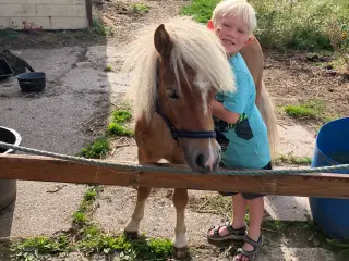Dejlig og sød 1 års hoppe