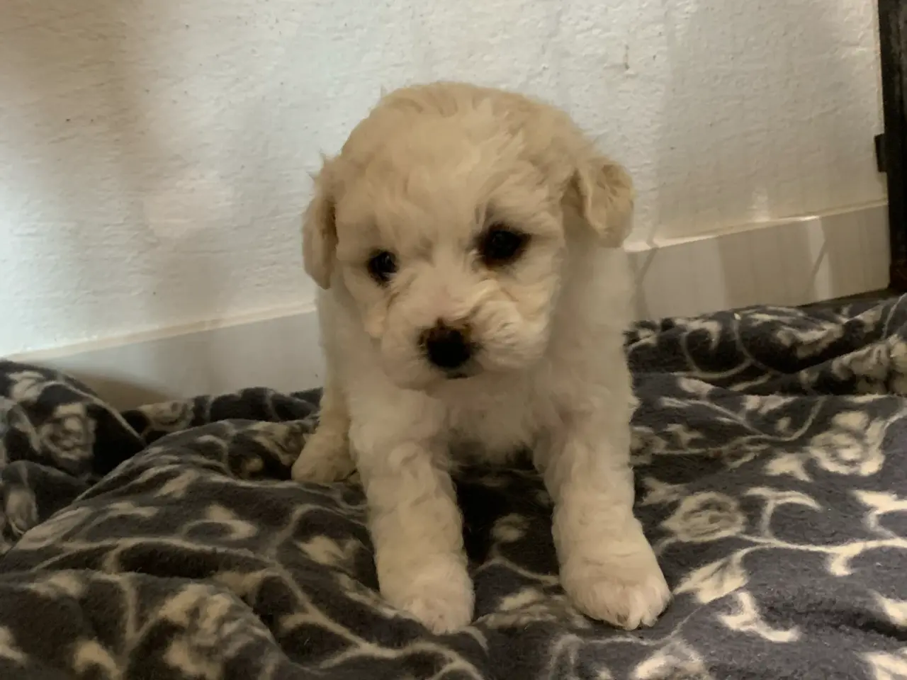 Billede 2 - Bichon Frise