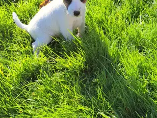 Jack Russel Terrier