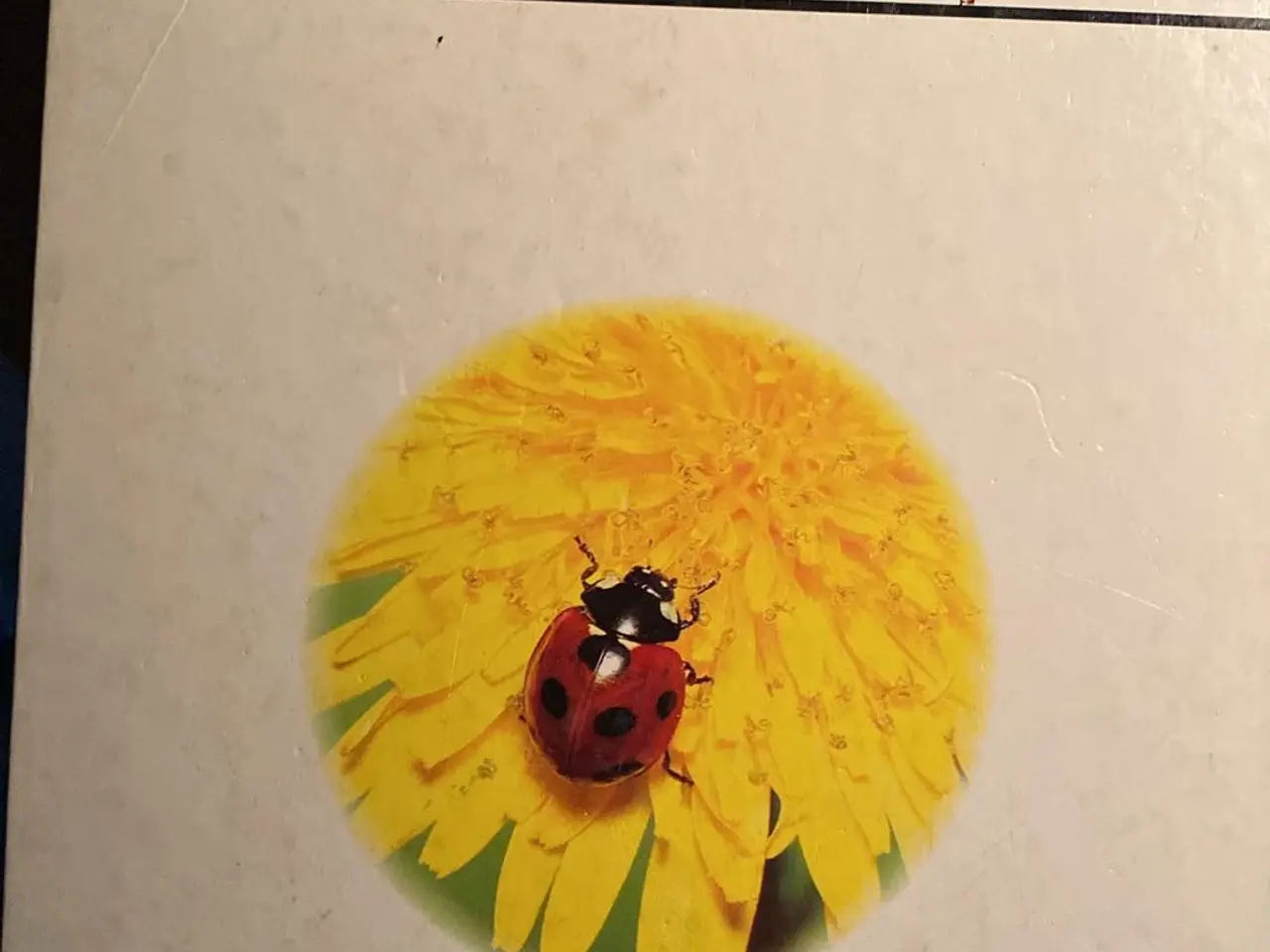 Billede 2 - Insekternes verden