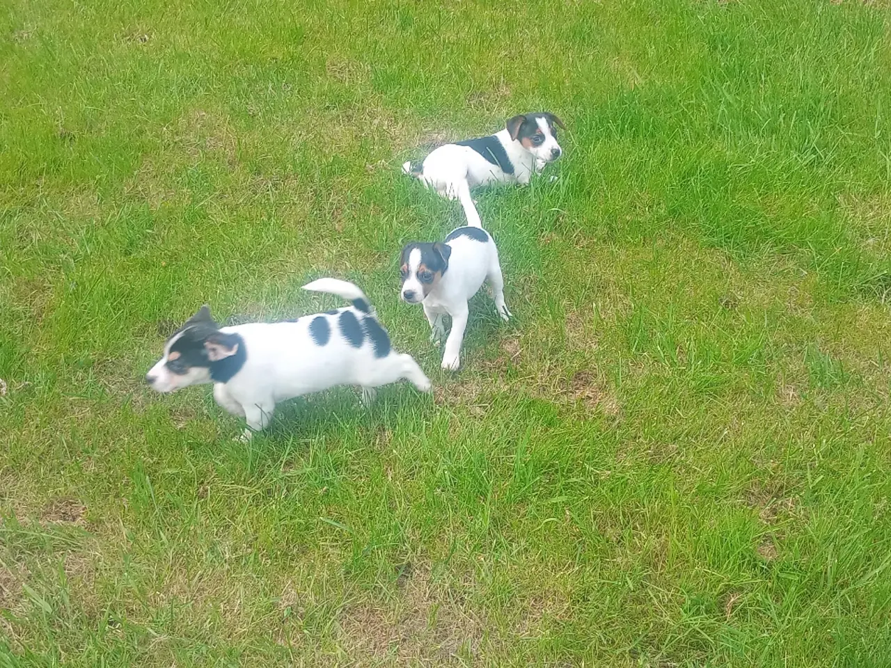 Billede 1 - Dansksvensk gårdhundehvalpe