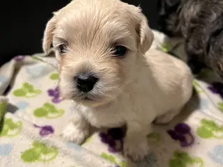 Kun 1 han tilbage nu! 💙🐶 Bichon havanais bl.