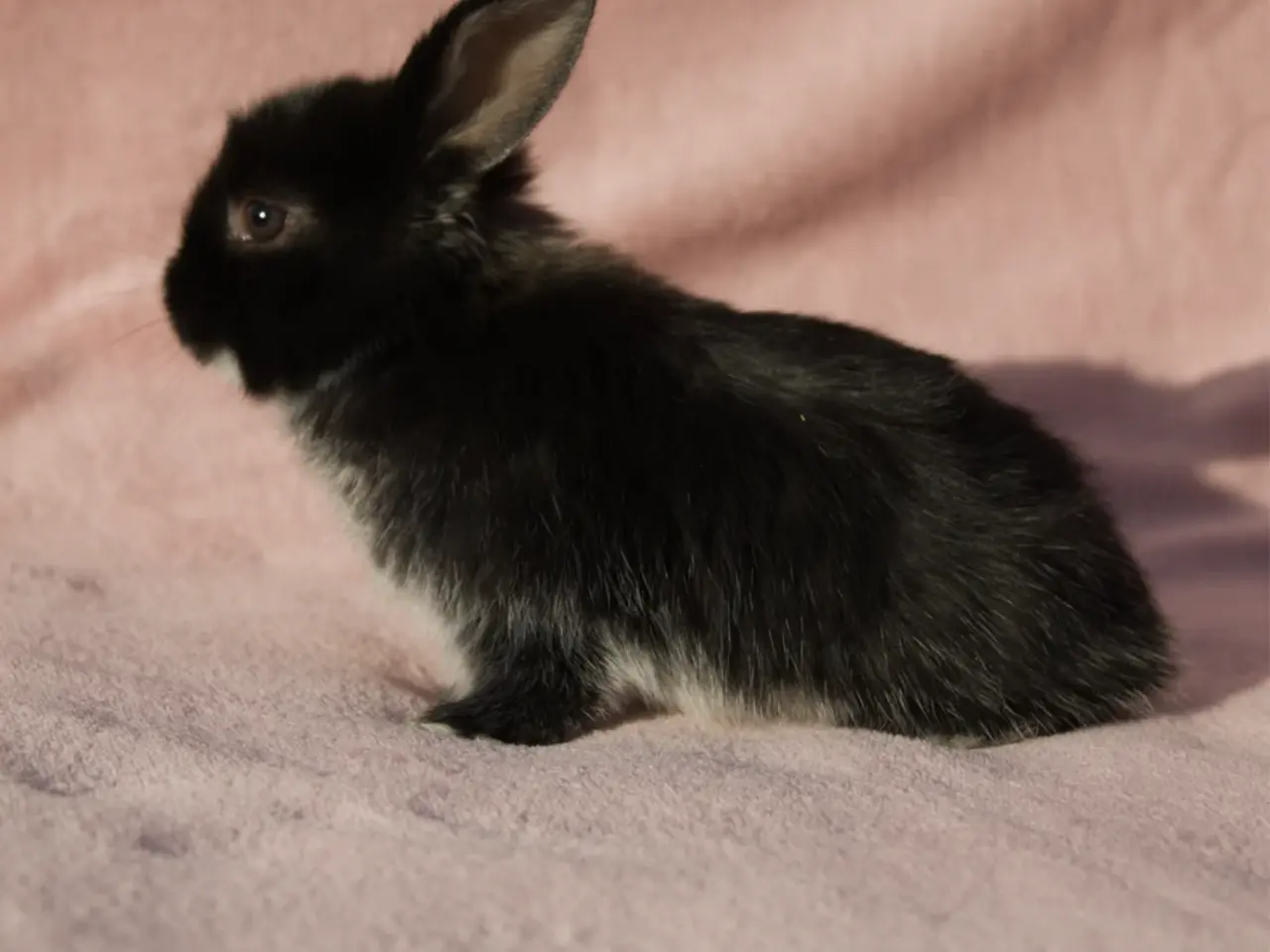 Billede 8 - 🐰 6 søde Mini Lop-kaninunger søger nye hjem 🐰