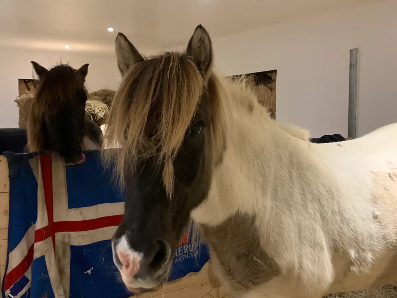 Billede 1 - 2 stk., 🐎🐎🤠