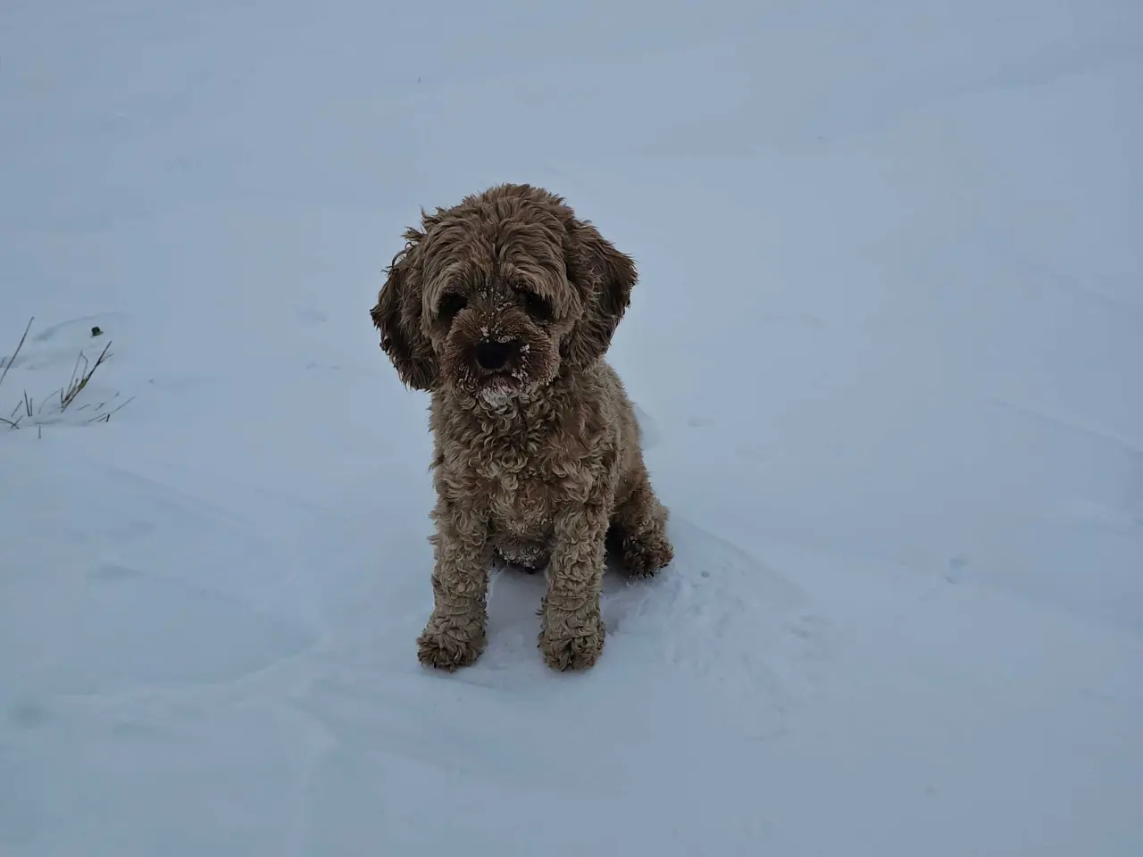 Billede 8 - Cockapoo F1B 