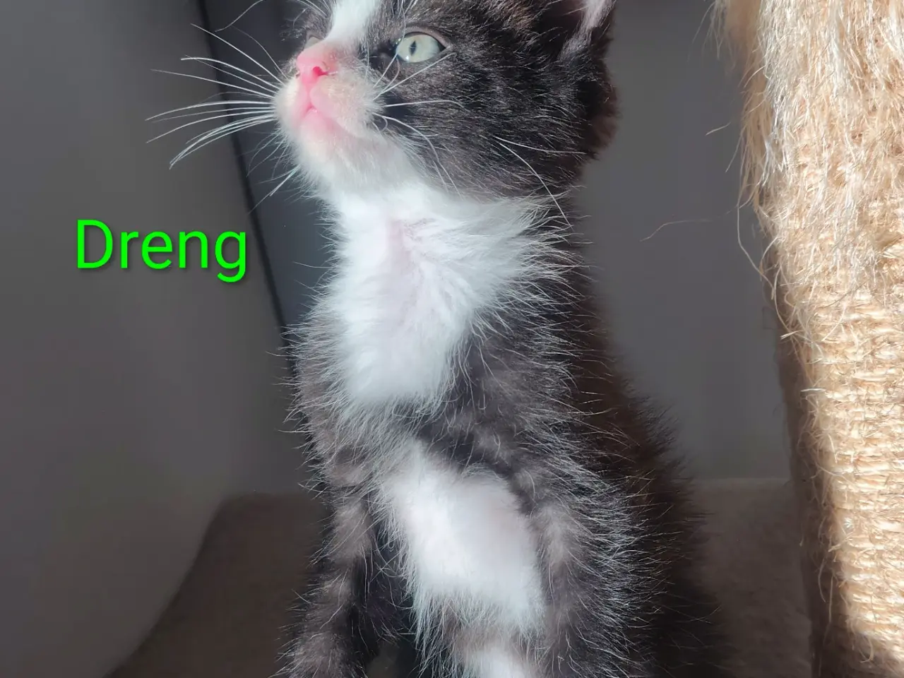 Billede 4 - 🌸Smukke Blandinger, kan Resaveres nu🌸