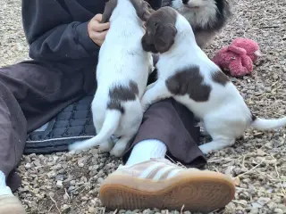 Springer Spaniel hvalpe sælges