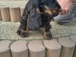 Engelsk Cocker Spaniel tævehvalp med stamtavle - 3