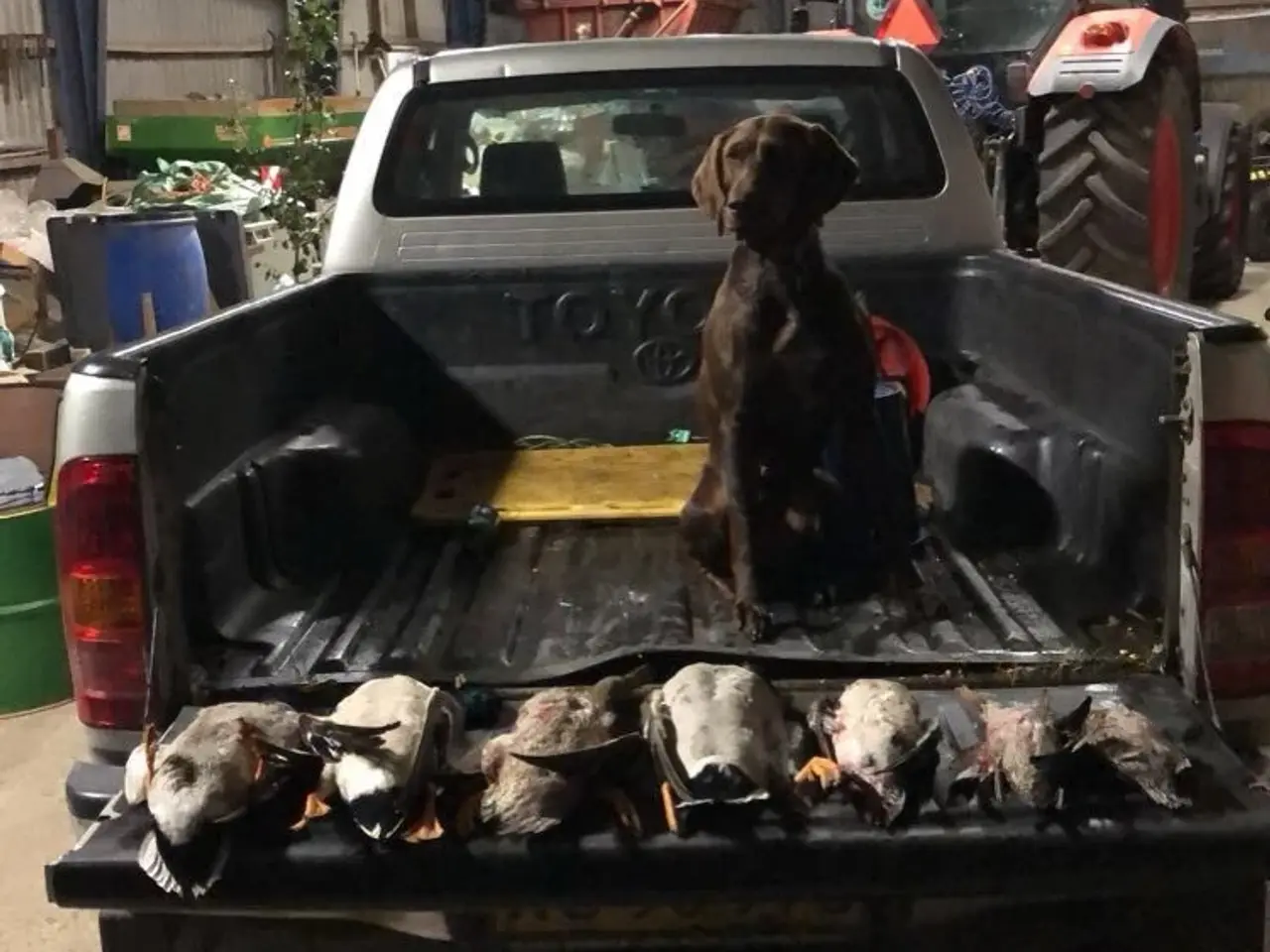 Billede 4 - Korthåret tysk hønsehund. Stærke forældre gener.