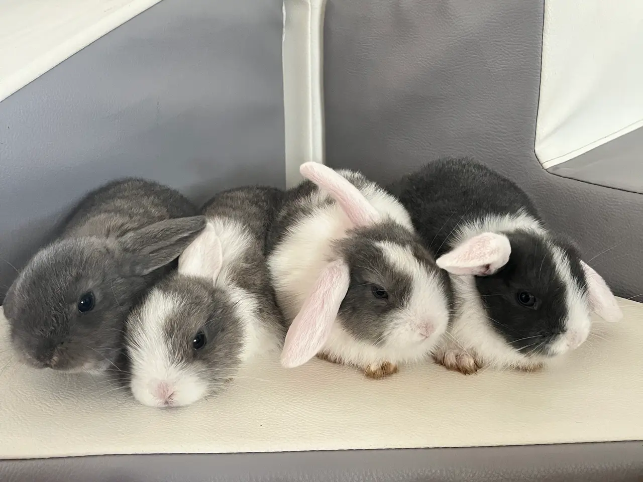 Billede 6 - Minilop kaninunger (2 hunner og 4 hanner).