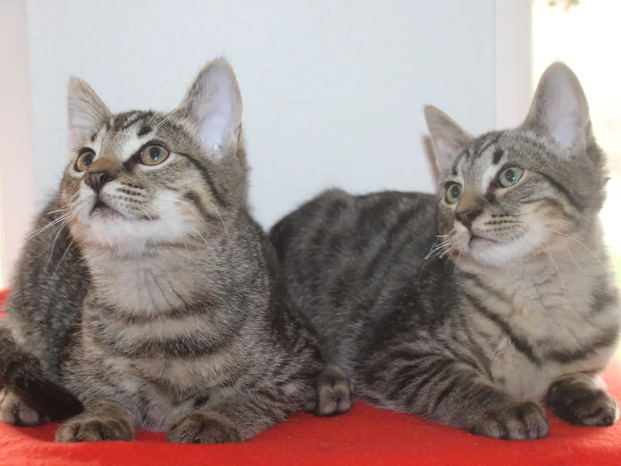 Billede 3 - 🌿 Nysgerrig Maine Coon dreng 🌿