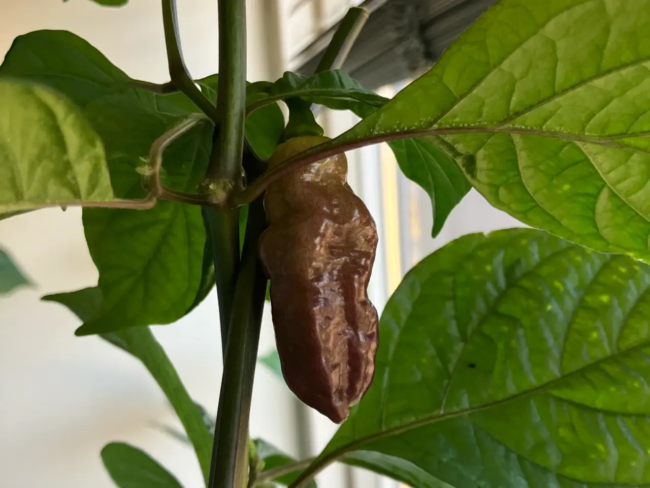 Billede 2 - Yaki blue x Pink tiger chili frø