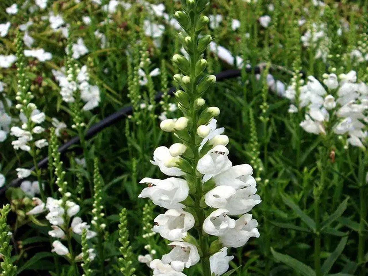 Billede 1 - Blomsterfrø - drejeblomst