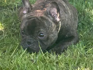 Parring fransk bulldog