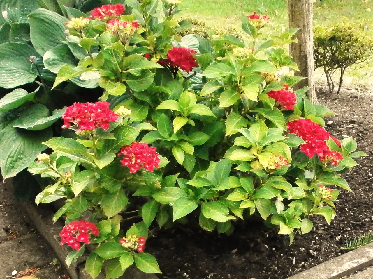 Billede 3 - Fin Havehortensia med Bordeaux blomster