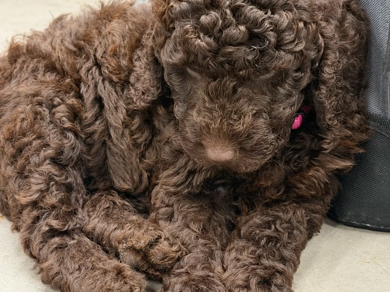 Billede 5 - 🤎🐾 5 skønne Cockapoo-piger i chokoladebrun 🐾🤎