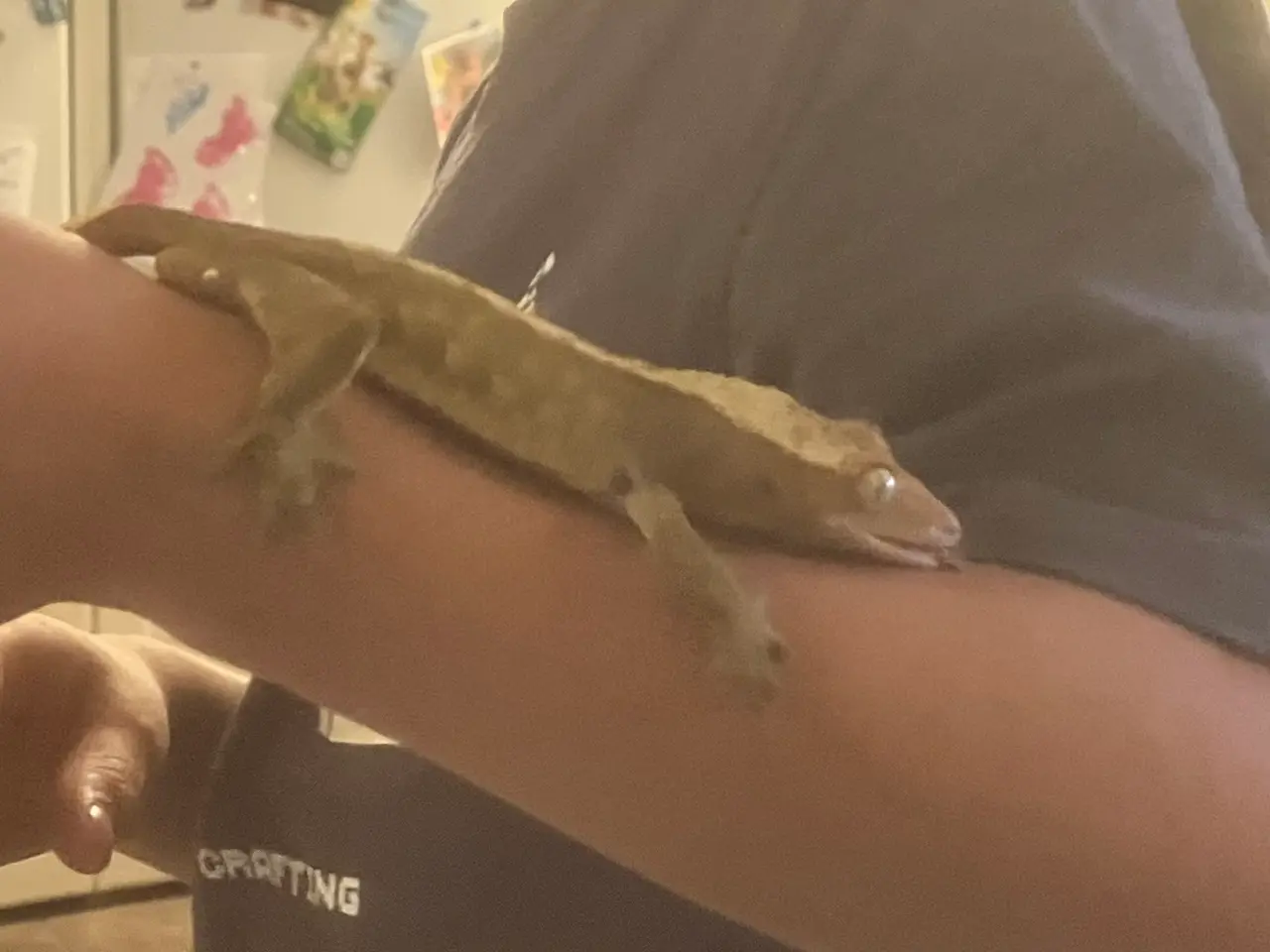 Billede 1 - Kronegekko han 