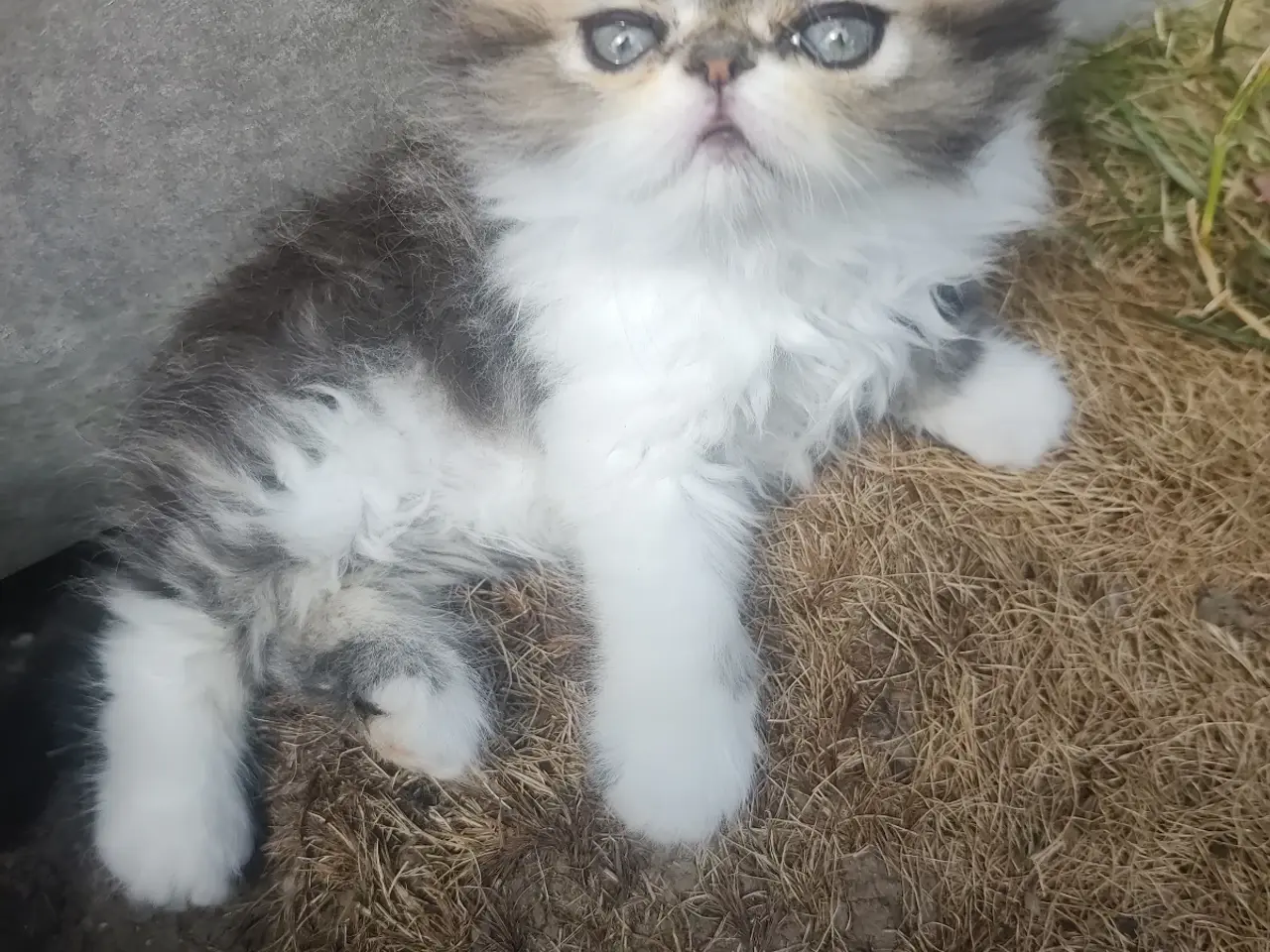 Billede 13 - Perser han killinger 