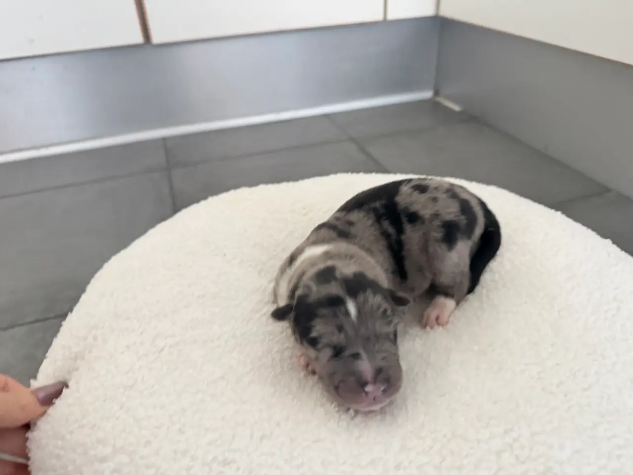 Billede 1 - Sødeste 9 hundehvalpe klar til jul