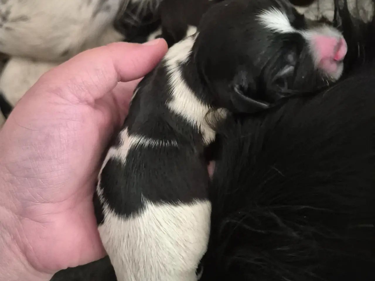 Billede 15 - FT. Engelsk springer spaniel Hvalpe sælges