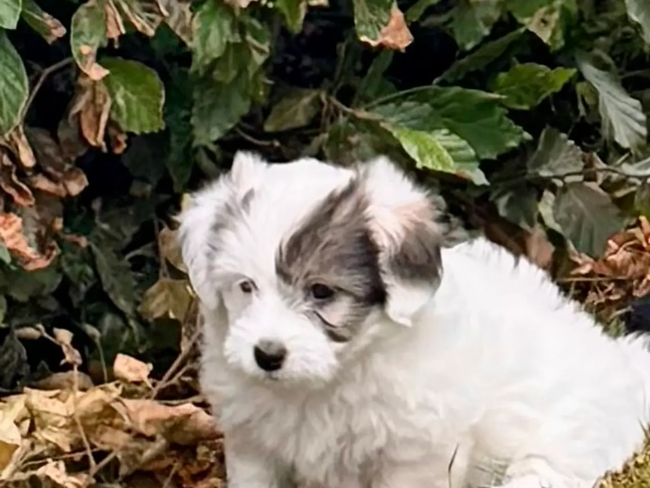 Billede 7 - Coton de tulear/havaton blanding