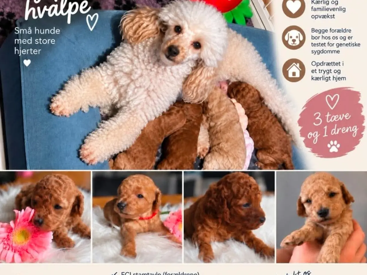 Billede 5 - Toy/dværg puddel hvalpe til salg