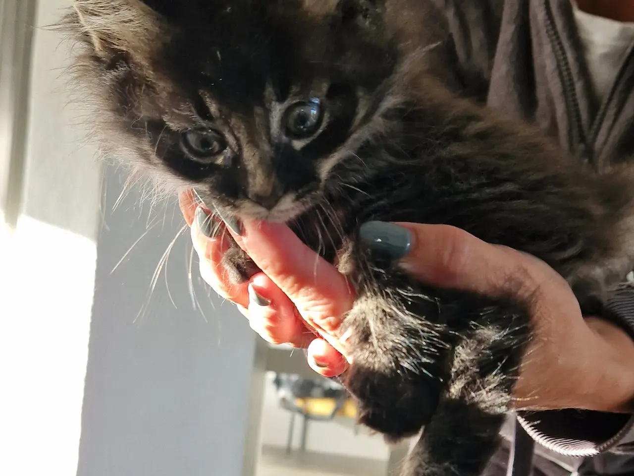 Billede 11 - 🐱❤️ 5 søde og tykke Norsk Skovkat-killinger