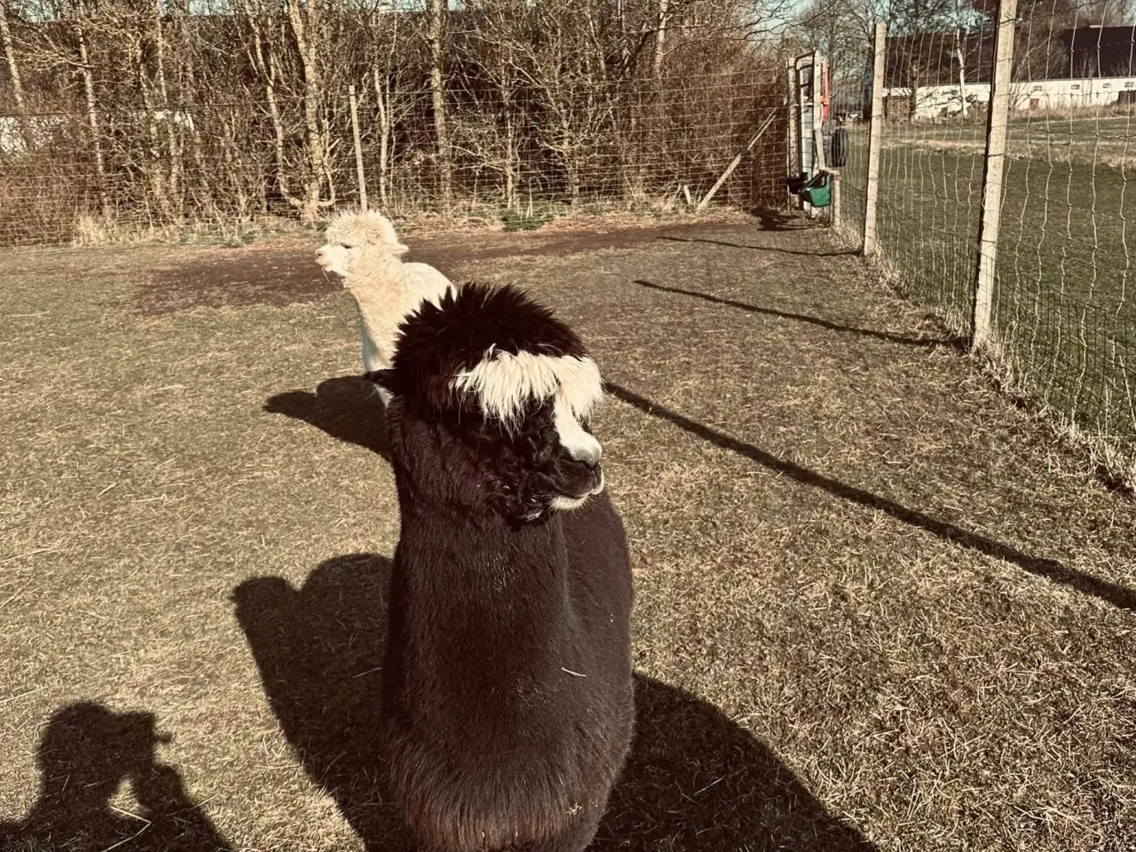Billede 4 - Alpaca
