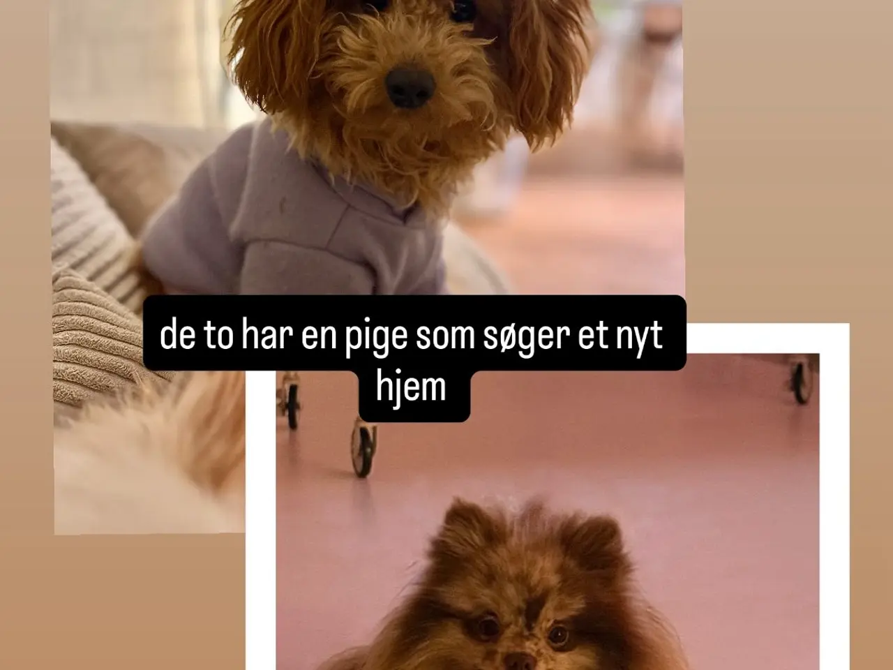 Billede 9 - Pomapoo pige 