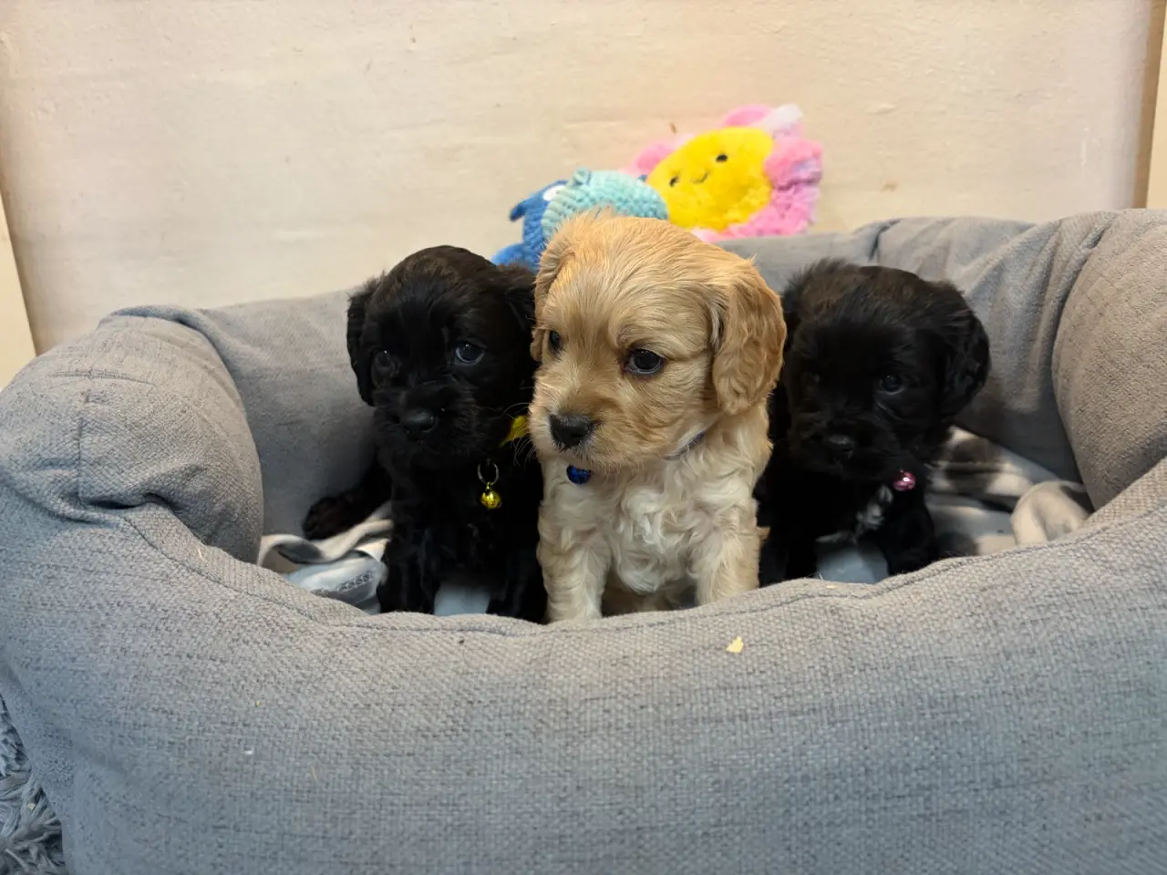 Billede 17 - De smukkeste F1 Cavapoo babyer