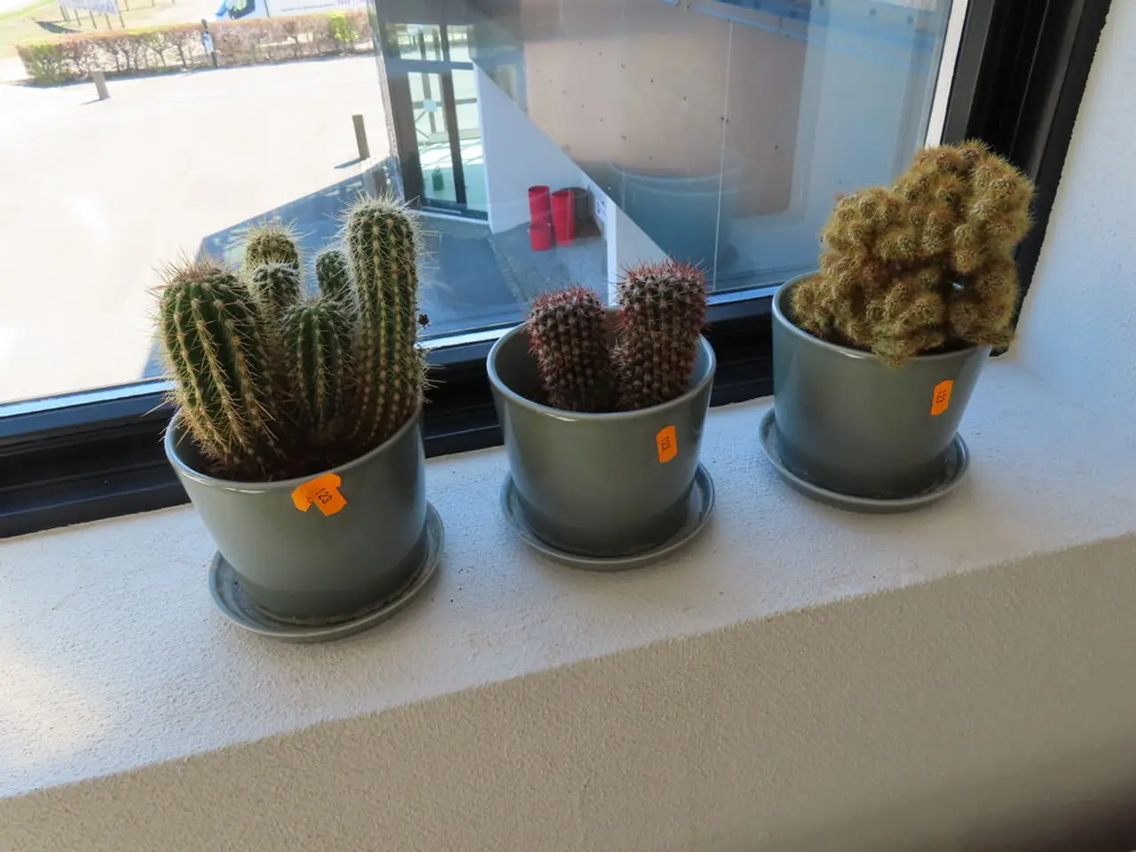 Billede 1 - 3 stk. Planter