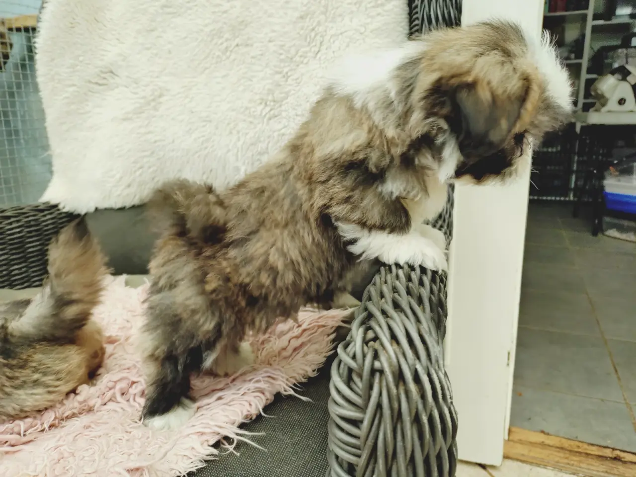 Billede 5 - Lhasa apso hvalpe med stambog 