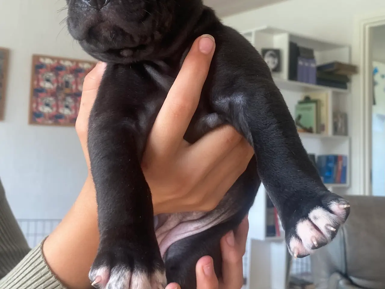 Billede 4 - Presa canario bl. Stor familiehund