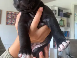 Presa canario blanding - 4